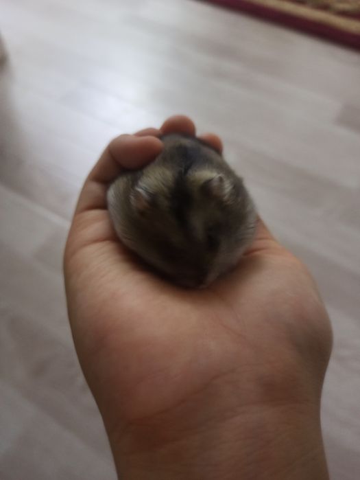 Продам хомяков джунгарские с террариумом