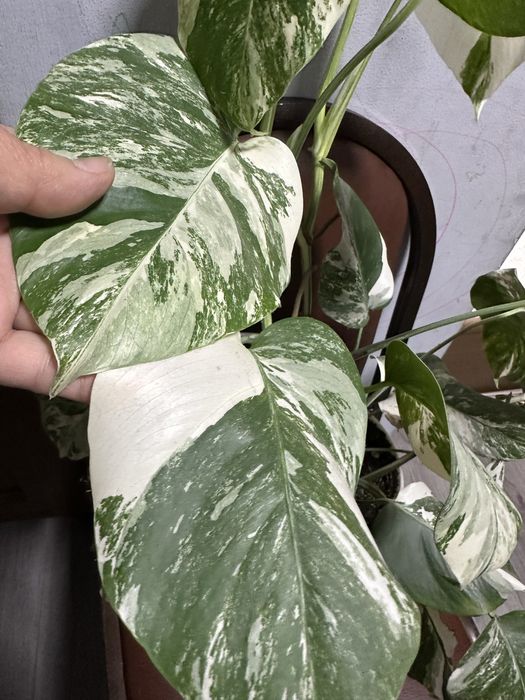 Комнатные цветы домашние