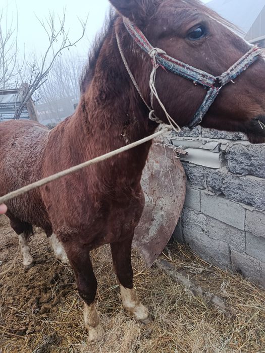 Жақсы Айғыр сатылады