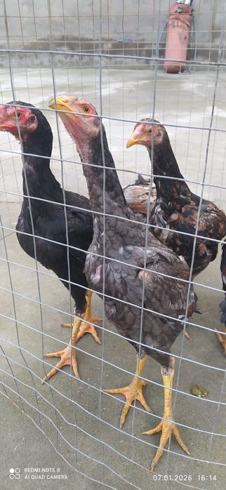 Дакан жужала июолский