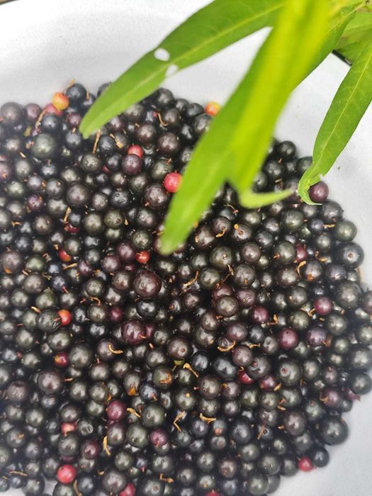 крендаль ( смородина золотистая )