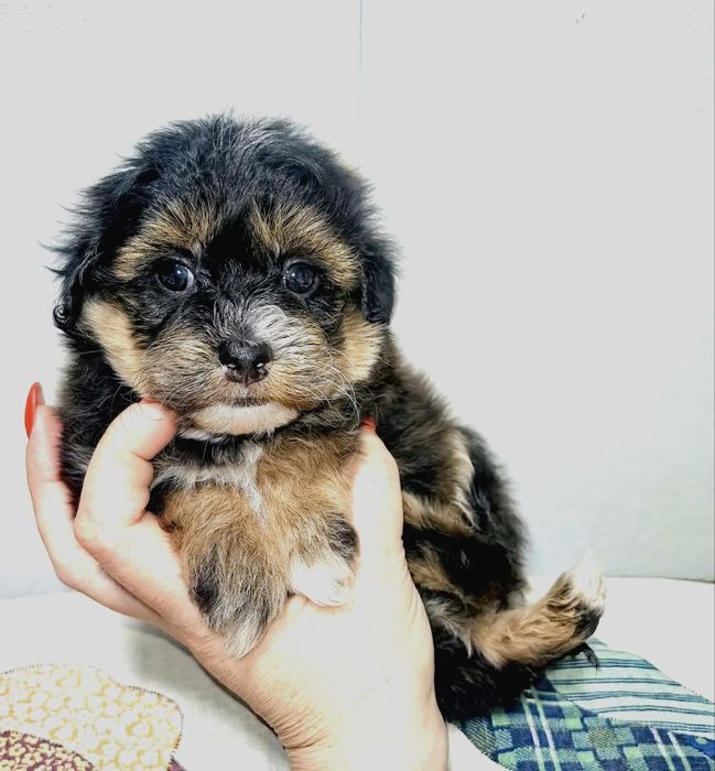 Щенки мальтипу F1 мальчик и девочка