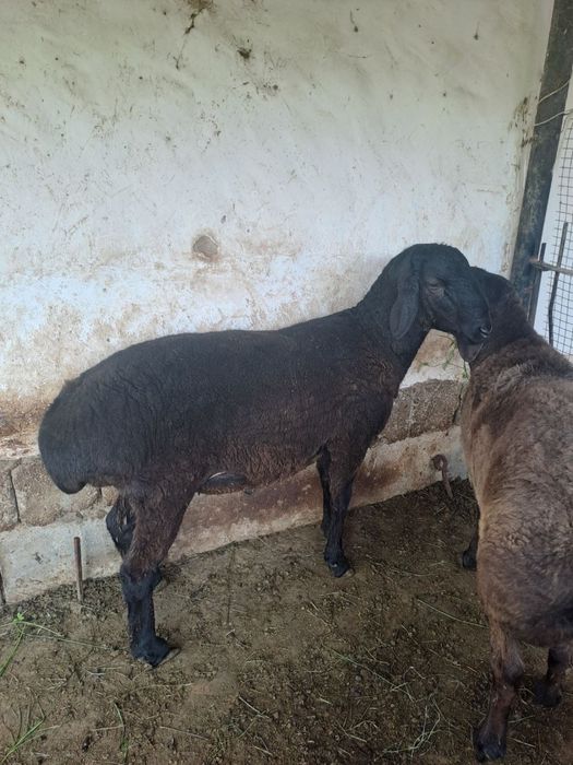 Qurmonlik uchun munosib qo’chqorlar sotiladi