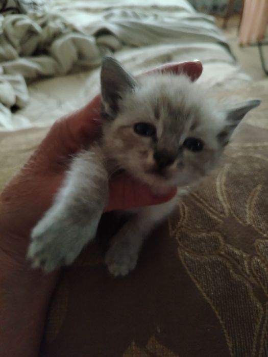 Сиамский котенок