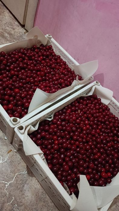 Вишня, ирга сладная