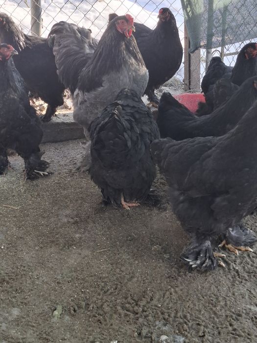 Disponibile famili gaini brachma .