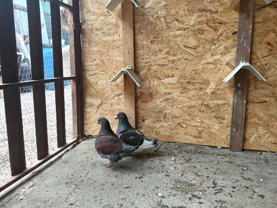 De vânzare trei perechi