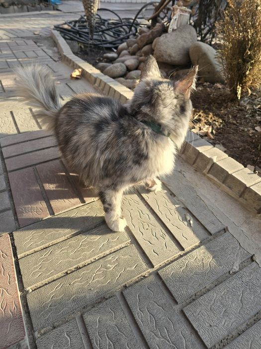 Отдам кошку бесплатно