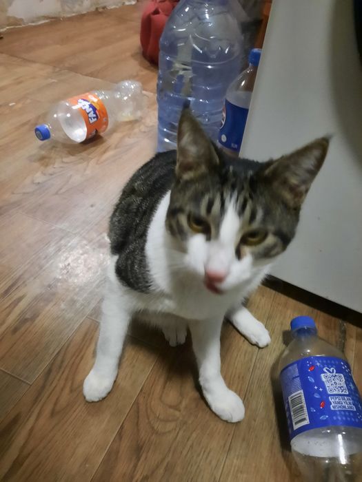 Отдам бесплатно кошка 8 месяцев