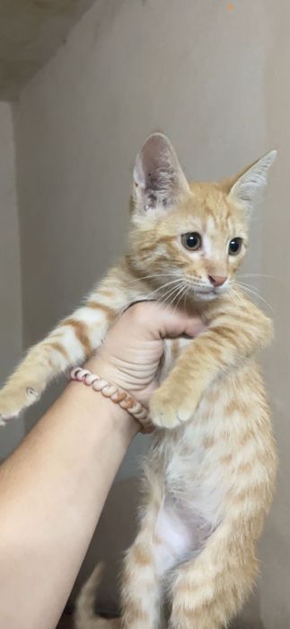 Рыжая кошечка девочка