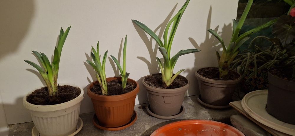 Алое ,,Столетник,,