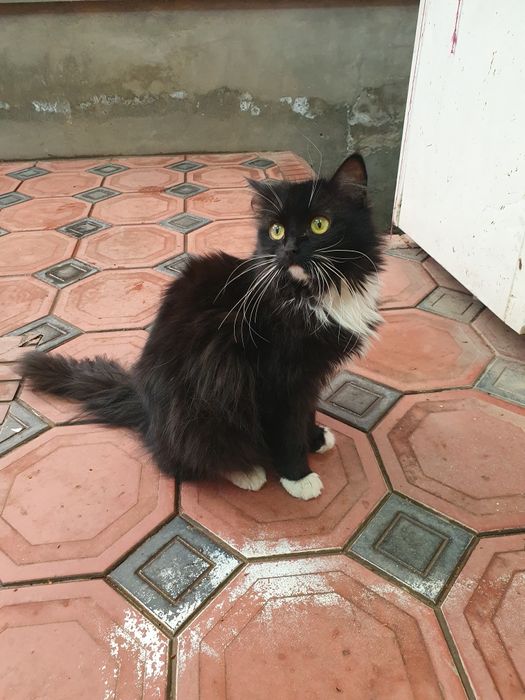 Zotdor mushuk sotiladi