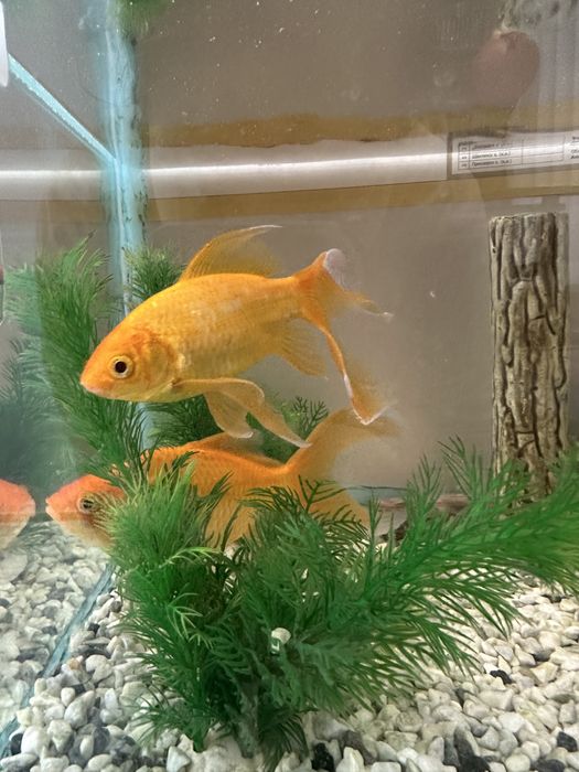 Алтын балық, сомик сатылады