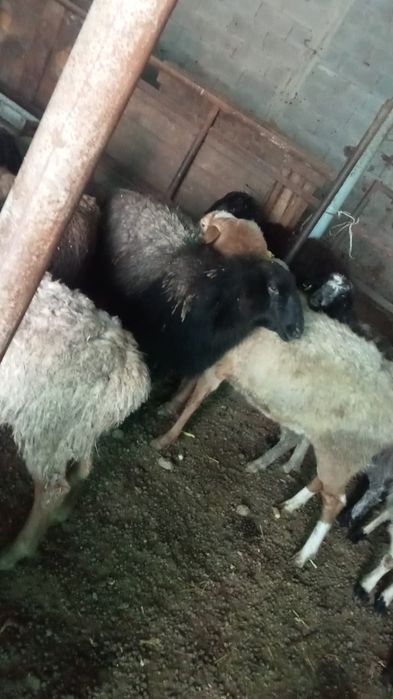 Қой сатамын. Продам баран.