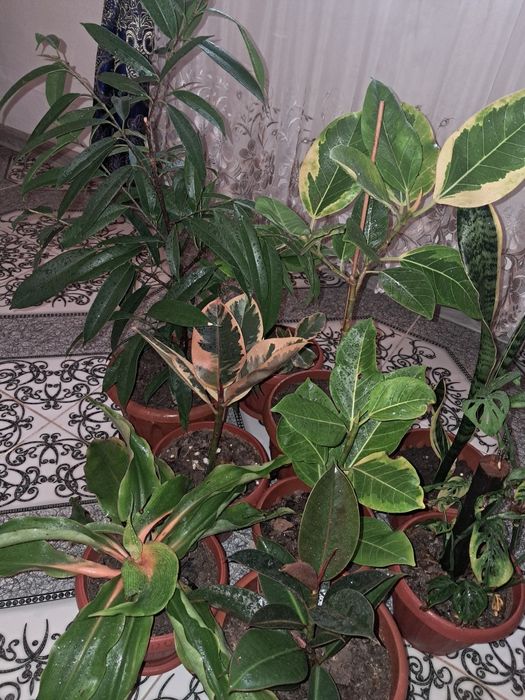 Замиокулькасы Долларовое