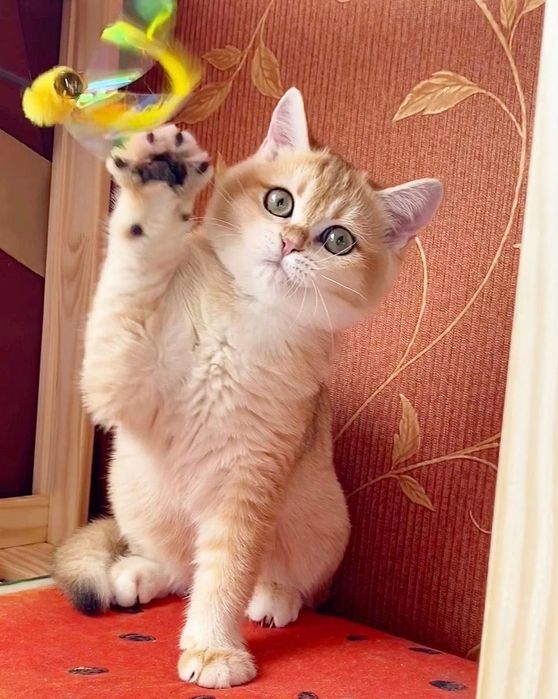 Срочно Британские золотые котята шиншиллы. Официальный питомник.