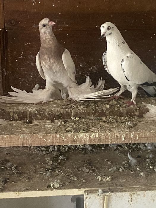 Сочи и  сизи самец  бакиниц