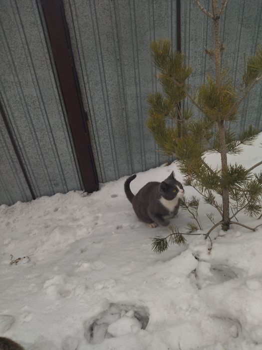 Отдам в хорошие руки