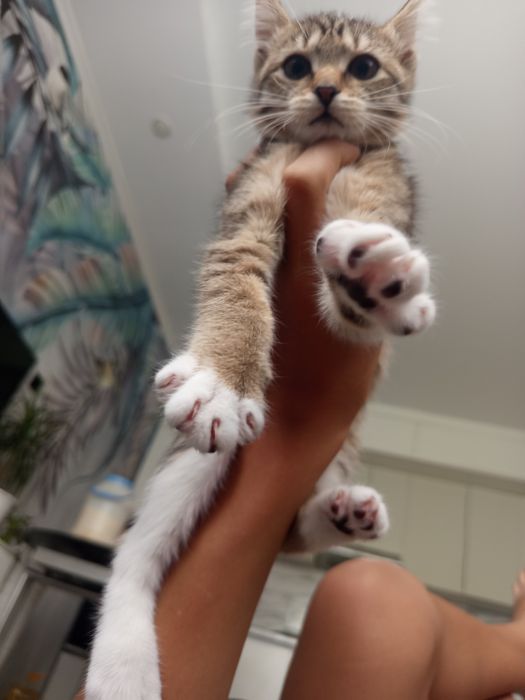 Котёнок девочька