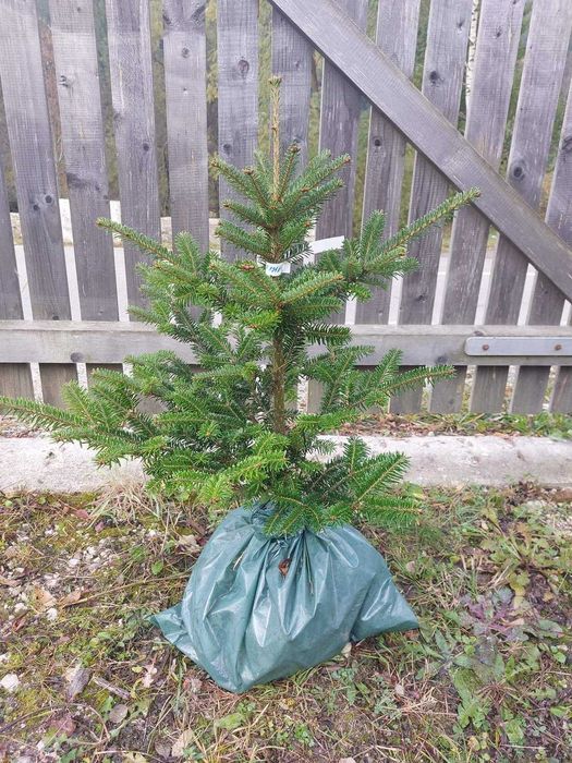 Pachet 5 buc. brazi ornamentali mixt cu balot sol-calibru 60-80 cm