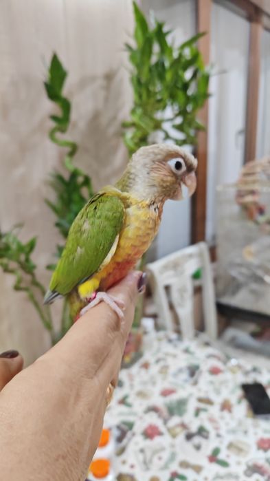 Продаются птенцы попугая Пиррруры.
