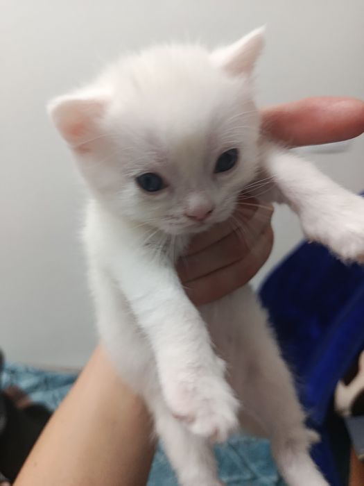 Скоттиш Страйт девочка