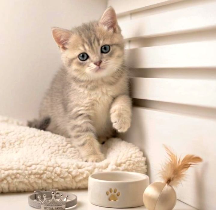 Котик БриТансКий 2 мес