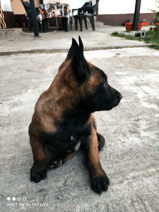 Pui Ciobanesc Belgian - pedigree FCI