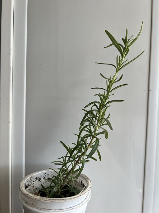 Продам розмарин