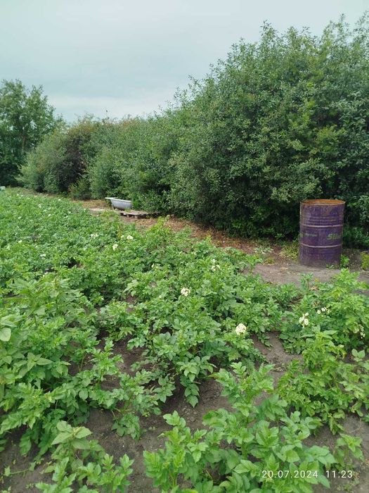 участок с времянкой 16 соток в Рабочем