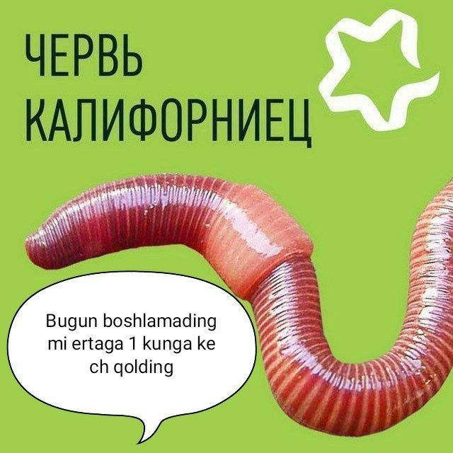 Аксия Калифорния чувалчанг