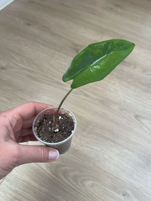 Алоказия Венти Вар., Макрориза Сплеш, Лонгилоба