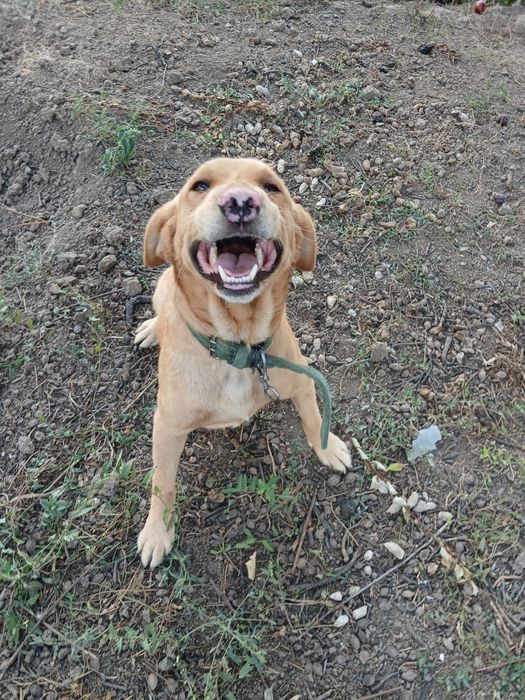 Cățel spre adopție