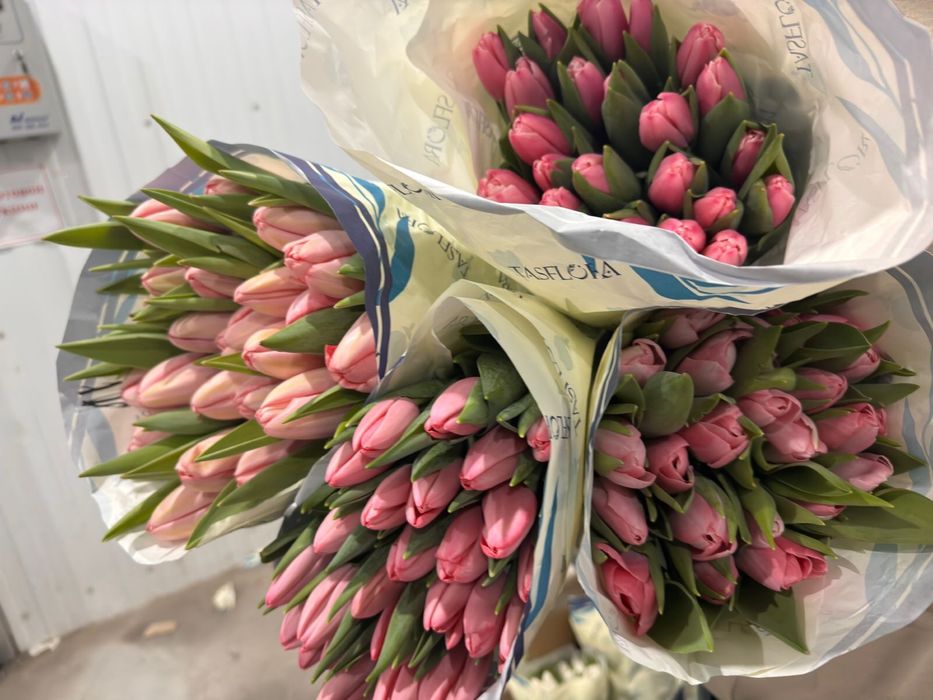 Тюльпаны оптом и в розницу