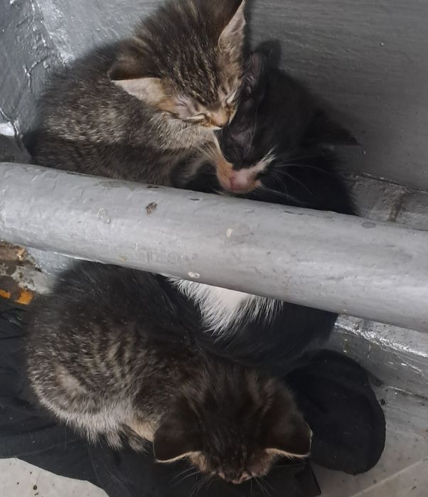 Отдам котят в заботливые руки