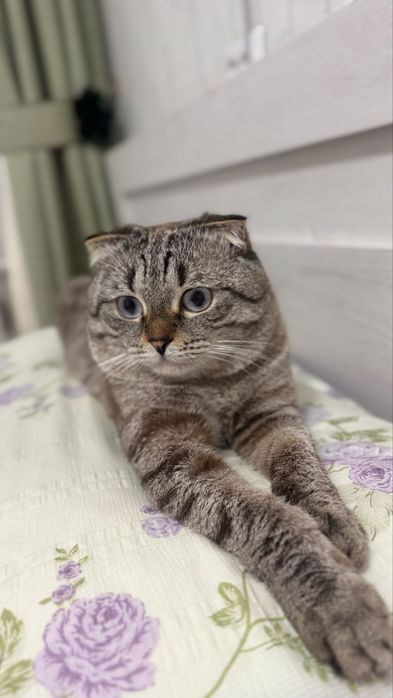 Отдам добрый руки