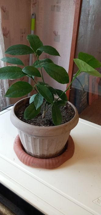 Комнатные растения