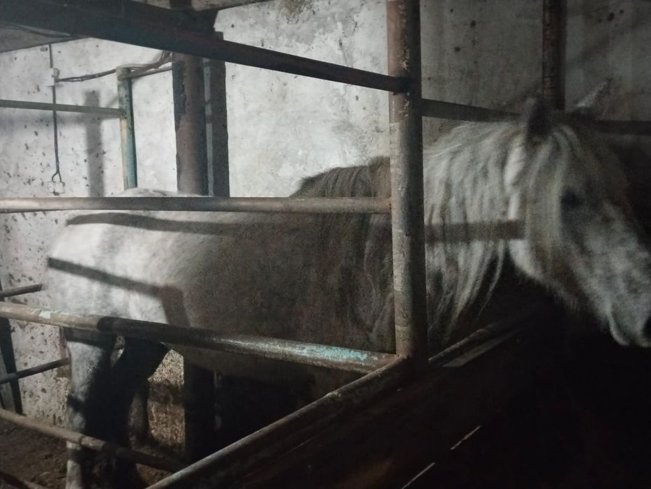 Продам лошадь согым семиз ет донен