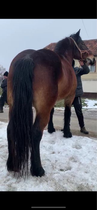 Vand o iapa de 6 ani