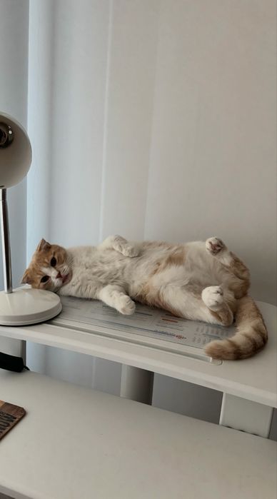Клепоухата котка Бела