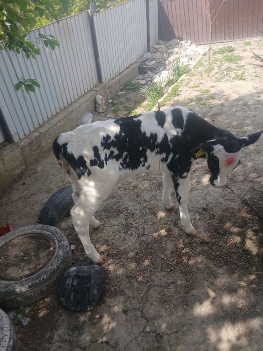 Vând 2tauras sugari