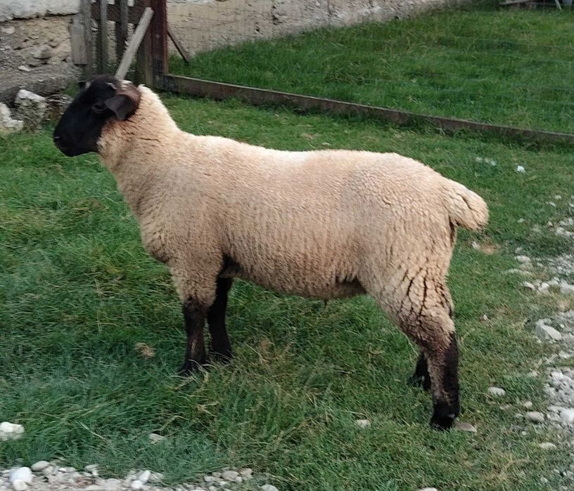 Berbecuț metis suffolk din luna februarie.