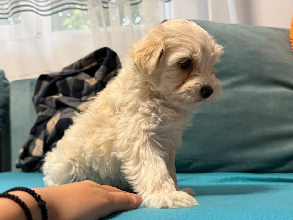Cățelușă bichon maltez