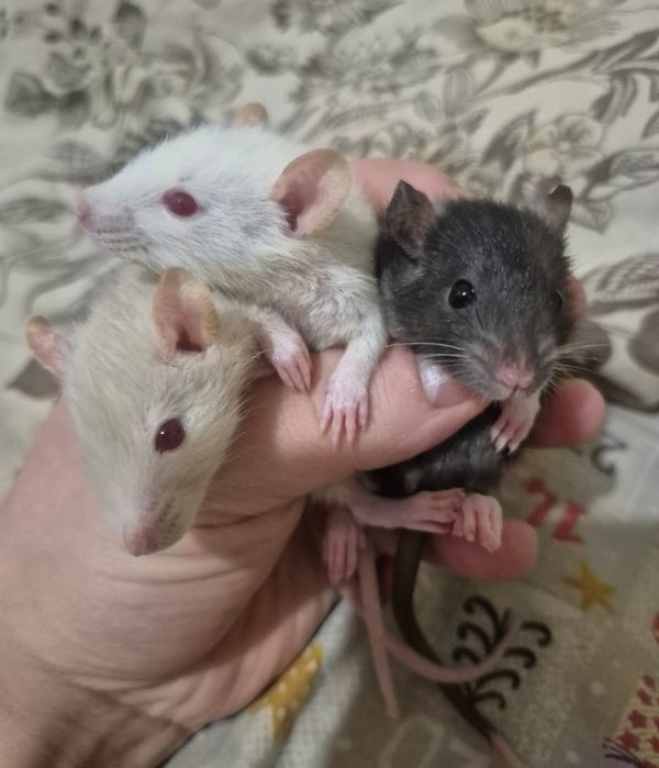 Крысята Дамбо Капюшон