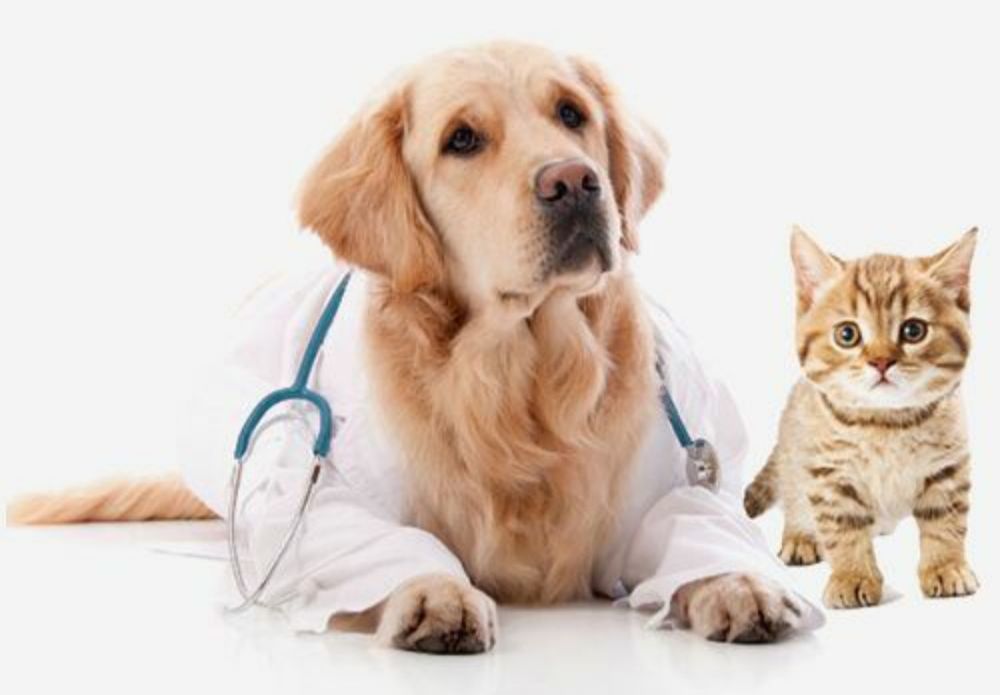 Ветеринар Яаккасарайский 24/7. круглосуточно