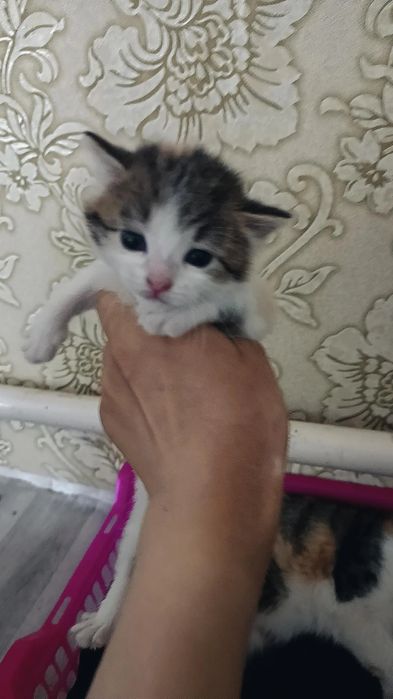 Отдам котят в добрые руки