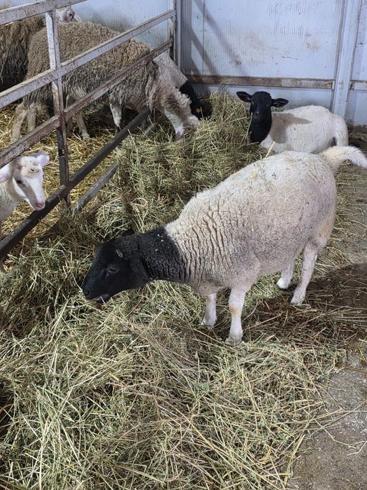 Se vinde berbec dorper