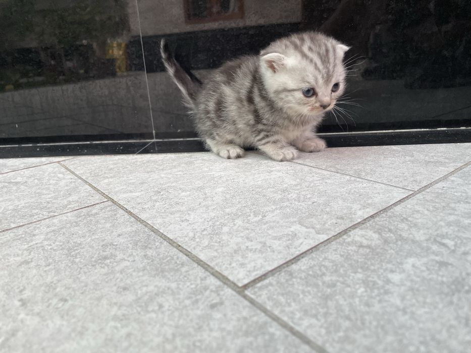 Скотиш фолд мушукчалар сотилади 7 та