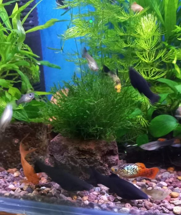 Аквариумные растения