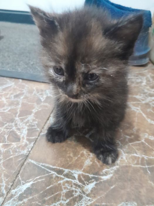 Отдам котенка в добрые руки, мальчик.